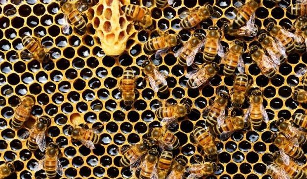 Bijenvereniging Oosterhesselen doet mee aan imkerijdagen