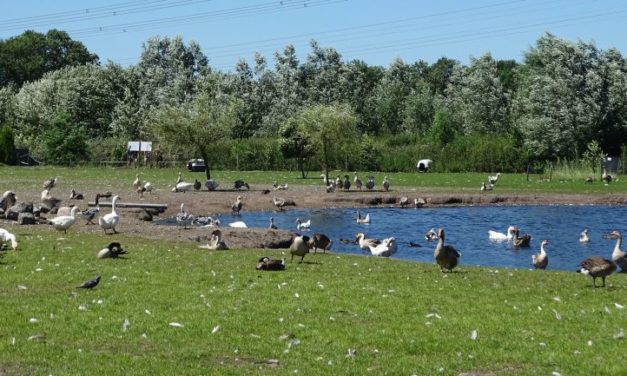 Dierenambulance en Akka’s Ganzenparadijs houden open dag