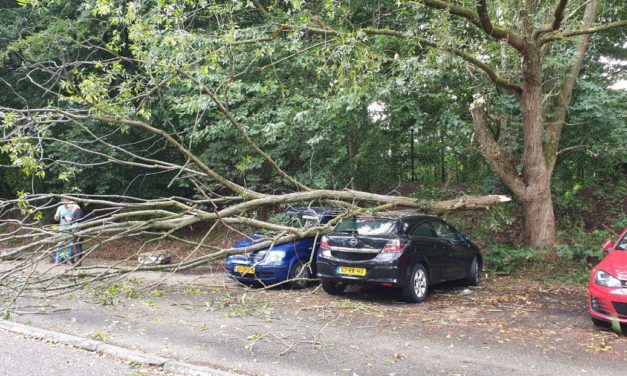 Auto’s  beschadigd door afgebroken tak