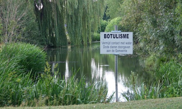 Botulisme in vijver is bevestigd