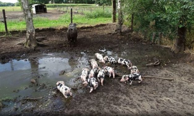 Geeser Huisweidenroute vernieuwd