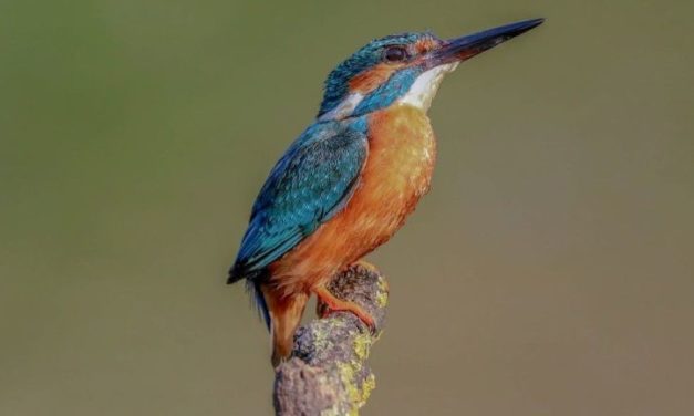 IJsvogels staan centraal in winterlezing Het Stroomdal