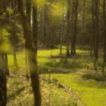 Stiltewandeling op Natuurbegraafplaats Mepperdennen