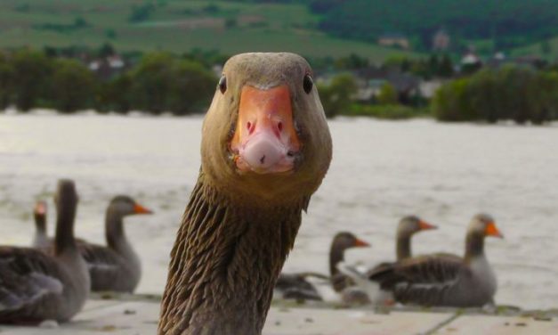 Gaas moet toeloop ganzen naar park voorkomen