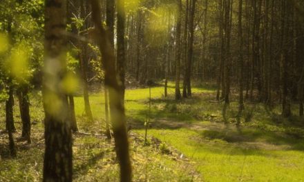 Luisterwandelingen op natuurbegraafplaats Mepperdennen