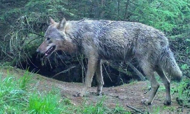 Subsidie voor wolfwerende afrastering