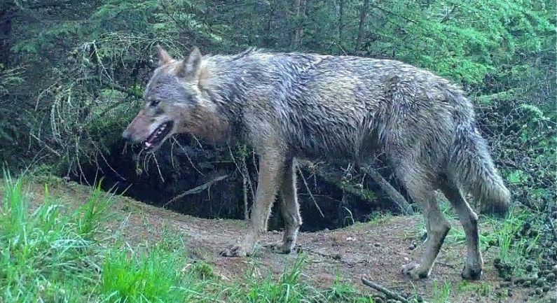 Geld voor bescherming tegen aanvallen wolf
