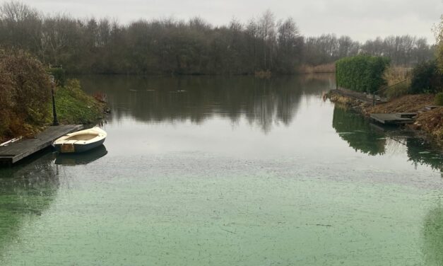 Blauwalg in Klinkenvlierseplas