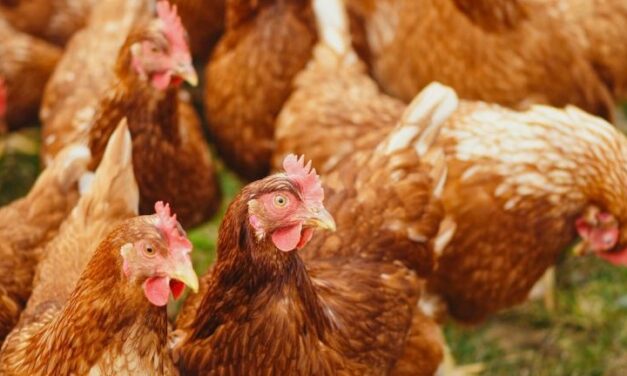 Vogelgriep op bedrijf in De Krim