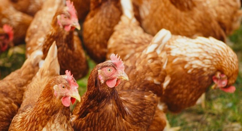 Vogelgriep op bedrijf in De Krim