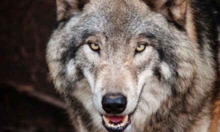 Subsidie voor wolfwerende rasters uitgebreid naar andere dieren