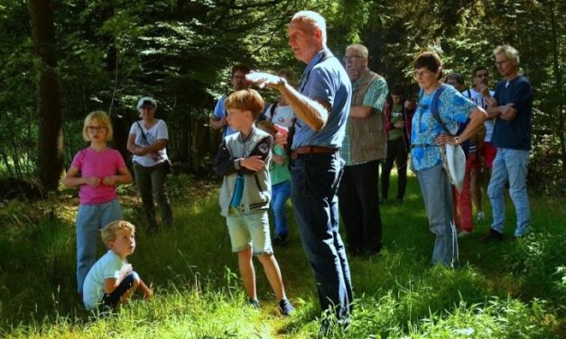 Zomeravondwandeling in Boswachterij Gees