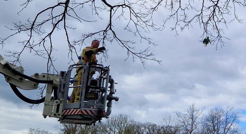 Brandweer redt parkiet in Van Heutszpark