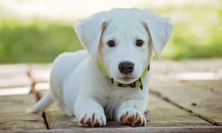 Wel of geen puppycursus? De voordelen op een rijtje