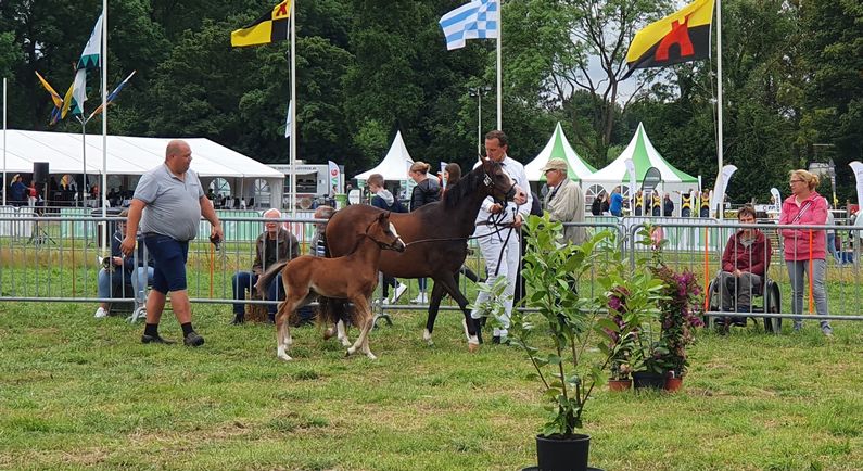 Programma Zuidenveld Coevorden