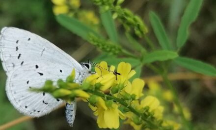 Vlinderexcursie op Natuurbegraafplaats Mepperdennen