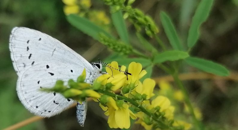 Vlinderexcursie op Natuurbegraafplaats Mepperdennen