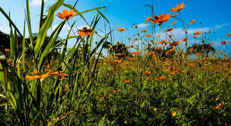 Melkveehouders in de gemeente kunnen gebruikmaken van de actie ‘Kruidenrijk grasland’