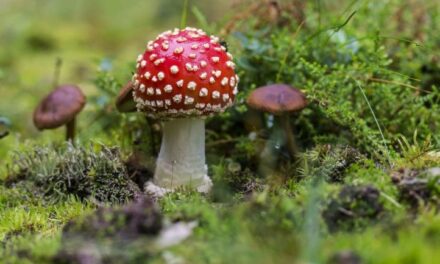 Paddenstoelenexcursie op Natuurbegraafplaats Mepperdennen