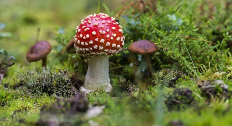 Paddenstoelenexcursie op Natuurbegraafplaats Mepperdennen