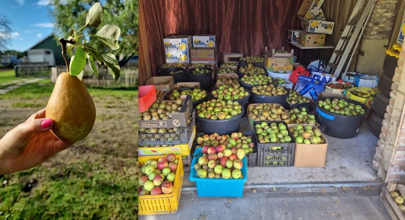 Rotary Coevorden houdt weer fruitpersdag