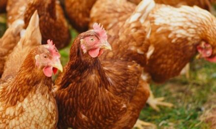 Vogelgriep vastgesteld op biologisch leghennenbedrijf in Dalen