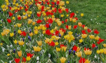 Fleurige koopzondag in Coevorden