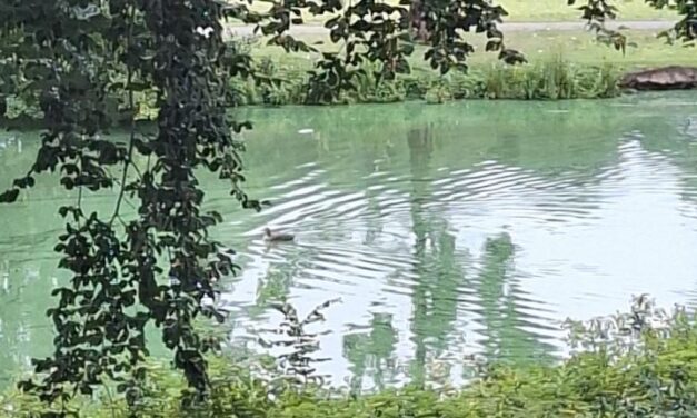 Blauwalg in gracht Van Heutszpark