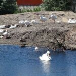 “Bij vergunningverlening Akka wordt gebied vogelvrij verklaard”