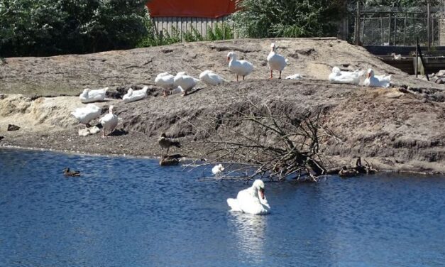“Bij vergunningverlening Akka wordt gebied vogelvrij verklaard”